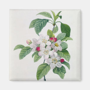 Aimant Apple Blossom, de 'Les Choix des Plus Belles