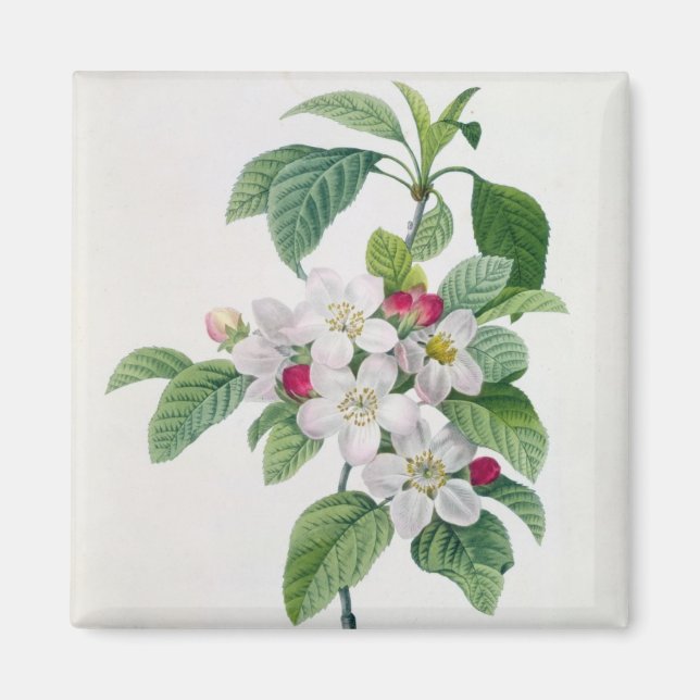 Aimant Apple Blossom, de 'Les Choix des Plus Belles (Devant)