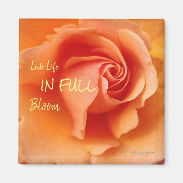 Aimant Apricot Peach Rose Flower Close Up (Devant)