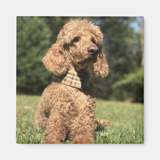 Aimant Apricot Poodle personnalisable (Devant)