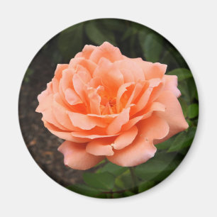 Aimant Apricot Rose