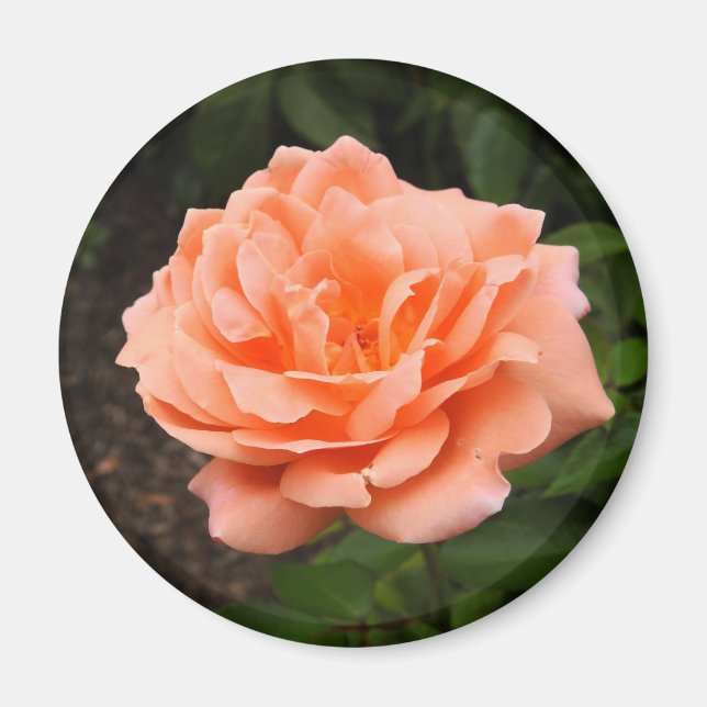 Aimant Apricot Rose (Devant)