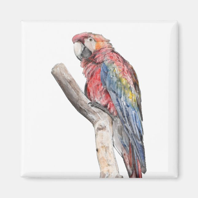 Aimant Aquarelle colorée de perroquet macaw (Devant)