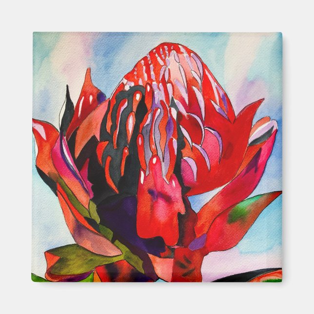 Aimant Aquarelle de fleurs indigènes de Waratah (Devant)