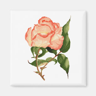 Aimant Aquarelle de pêche rose 2 pouces Carré magnétique