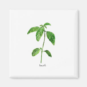 Aimant Aquarelle du jardin des herbes vertes Basil