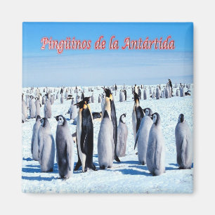 Aimant AR - Argentine - Pingouins en Antarctique