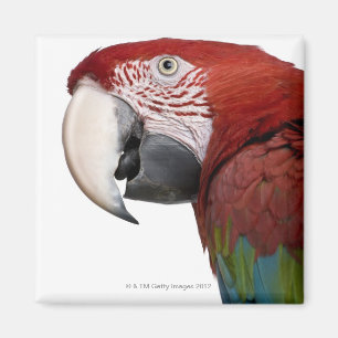 Aimant ara Rouge-et-vert - chloropterus d'arums