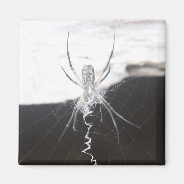 Aimant Araignée (Devant)