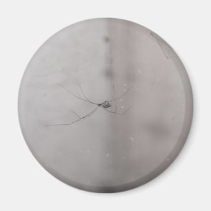 Aimant araignée de cave cosmopolite