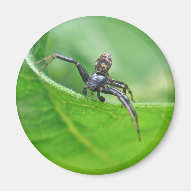 Aimant Araignée de crabe sur les éléments de coordination (Devant)