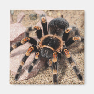 Aimant Araignée de Tarantula au genou rouge du Mexique