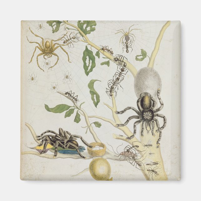 Aimant Araignées : Mygole, plaque 18 de 'Over de Voorteel (Devant)