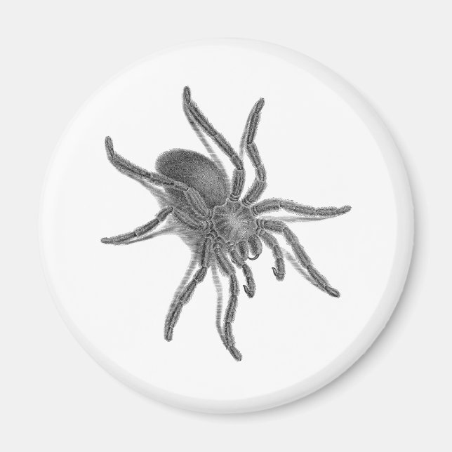 Aimant Aranea Avicularia, Black Cuban Spider (Devant)