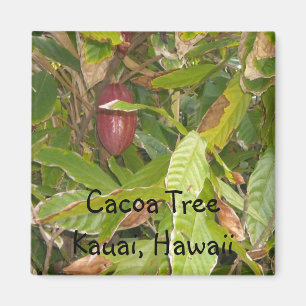 Aimant Arbre à cacao à Hawaï