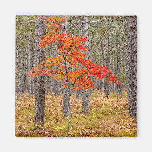 Aimant Arbre à érable avec couleurs d'automne