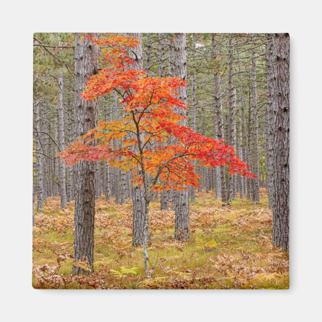 Aimant Arbre à érable avec couleurs d'automne (Devant)