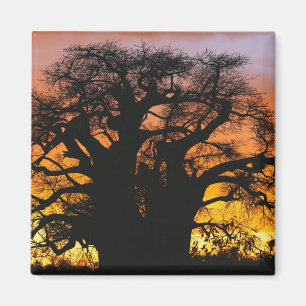Aimant arbre baobab africain, Adansonia digitata,