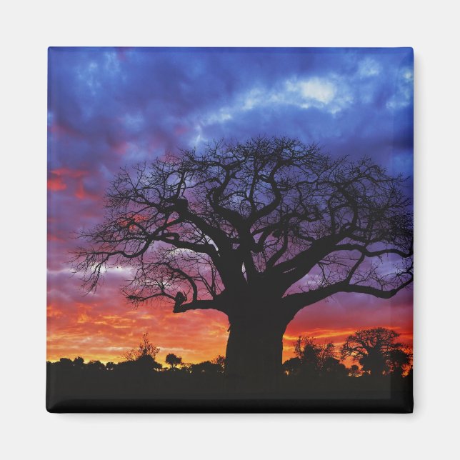 Aimant arbre baobab africain, Adansonia digitata, 2 (Devant)