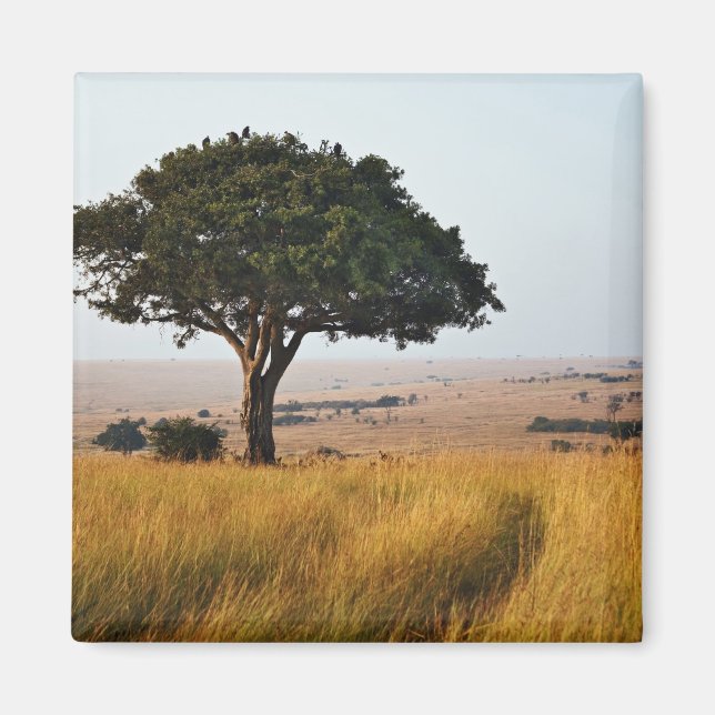 Aimant Arbre d'acacia isolé dans les plaines herbeuses, M (Devant)