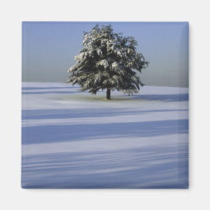 Aimant Arbre dans le paysage couvert de neige