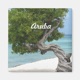 Aimant Arbre de Divi Divi dans Aruba