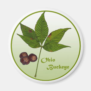 Aimant Arbre de maronnier américain d'Ohio