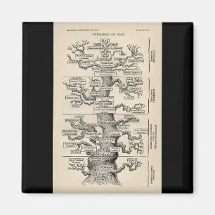 Aimant Arbre d'Ernst Haeckel le "de la vie "