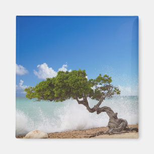 Aimant Arbre Divi Divi, Plage Eagle, Aruba, Caraïbes