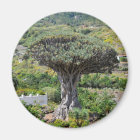 Arbre dragon à Tenerife