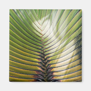 Aimant Arbre du voyageur- Guadeloupe