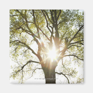 Aimant Arbre ensoleillé