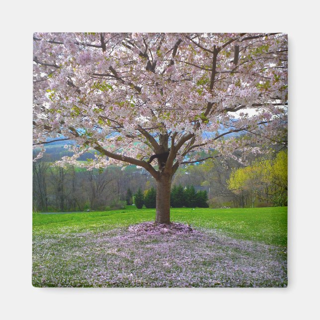 Aimant Arbre fleuri rose cerisier avec bois (Devant)