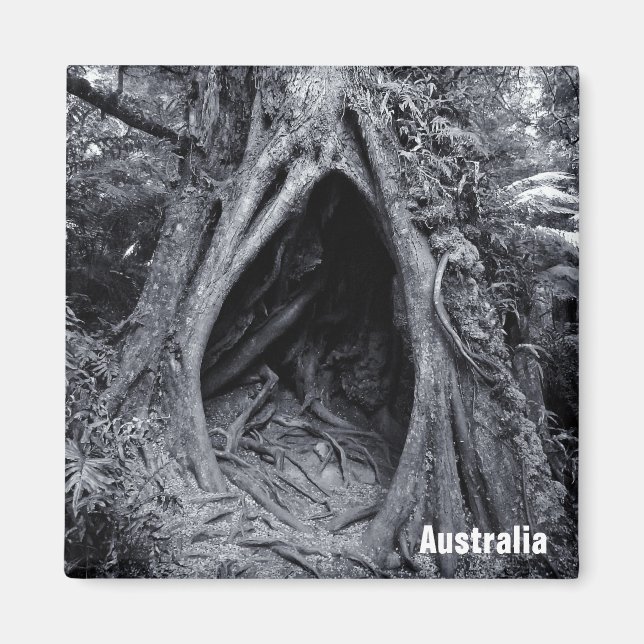 Aimant Arbre géant, Hugger d'arbre, Australie (Aimant fri (Devant)