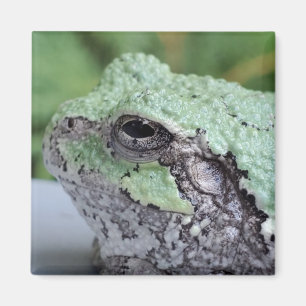 Aimant Arbre grenouille