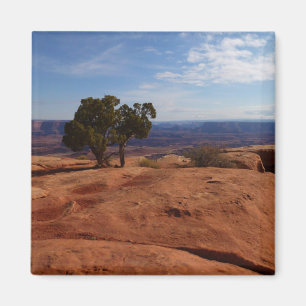 Aimant Arbre hors des rochers rouges I à Canyonlands