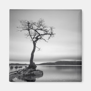 Aimant Arbre nu isolé