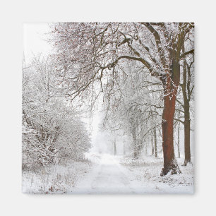 Aimant Arbre Parc Stupinigi, Italie