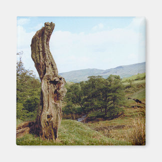 Aimant Arbre patiné dans UK Peak District