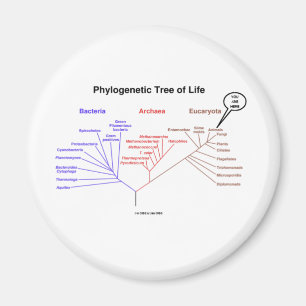 Aimant Arbre Phylogénétique De La Vie - Vous Êtes Ici (Bi