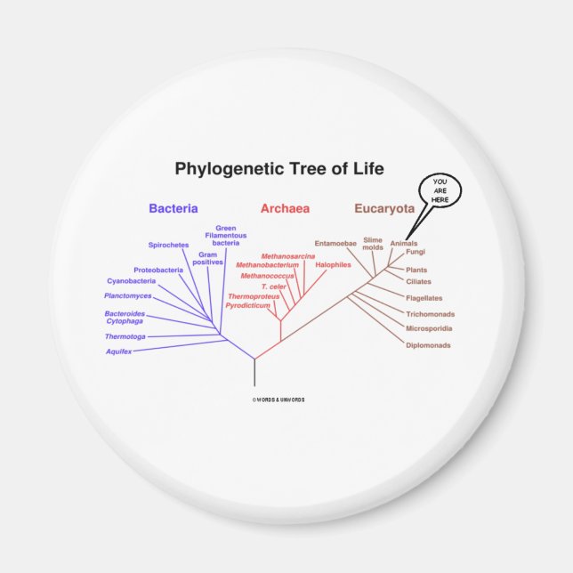 Aimant Arbre Phylogénétique De La Vie - Vous Êtes Ici (Bi (Devant)