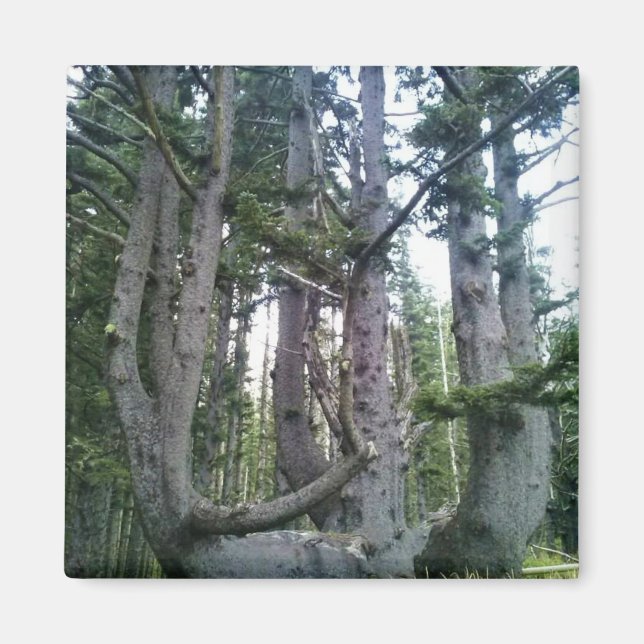 Aimant Arbre Pieuvre, Cape Meares, Oregon (Devant)