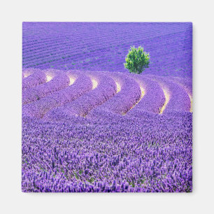 Aimant Arbre solitaire à Lavender Field, France