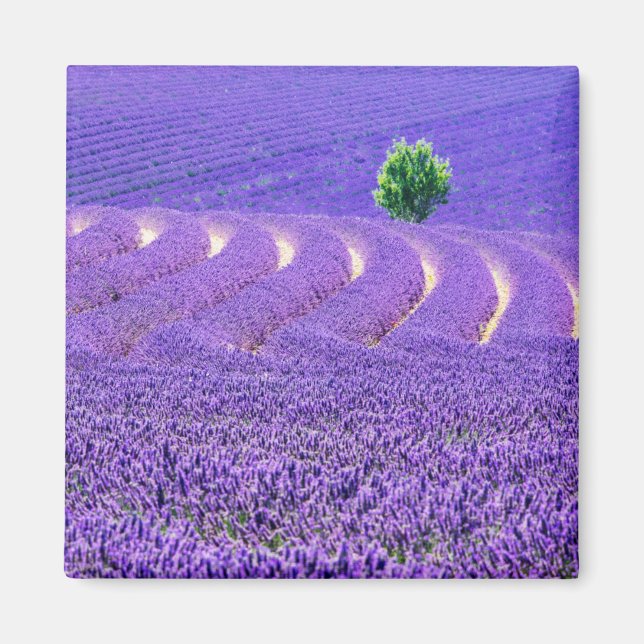 Aimant Arbre solitaire dans le champ de lavande, France (Devant)
