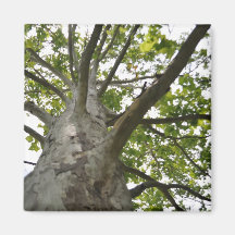 Arbre sycamore
