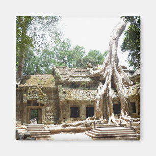 Aimant arbre ta prohm