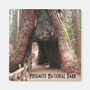 Aimant Arbre Yosemite de tunnel