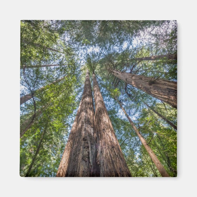 Aimant Arbres de séquoia | Comté de Marin, Californie (Devant)