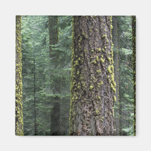 Aimant arbres de Séquoia géants dans la forêt, Sequoia et