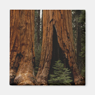 Aimant Arbres de séquoia, Parc national de Sequoia.